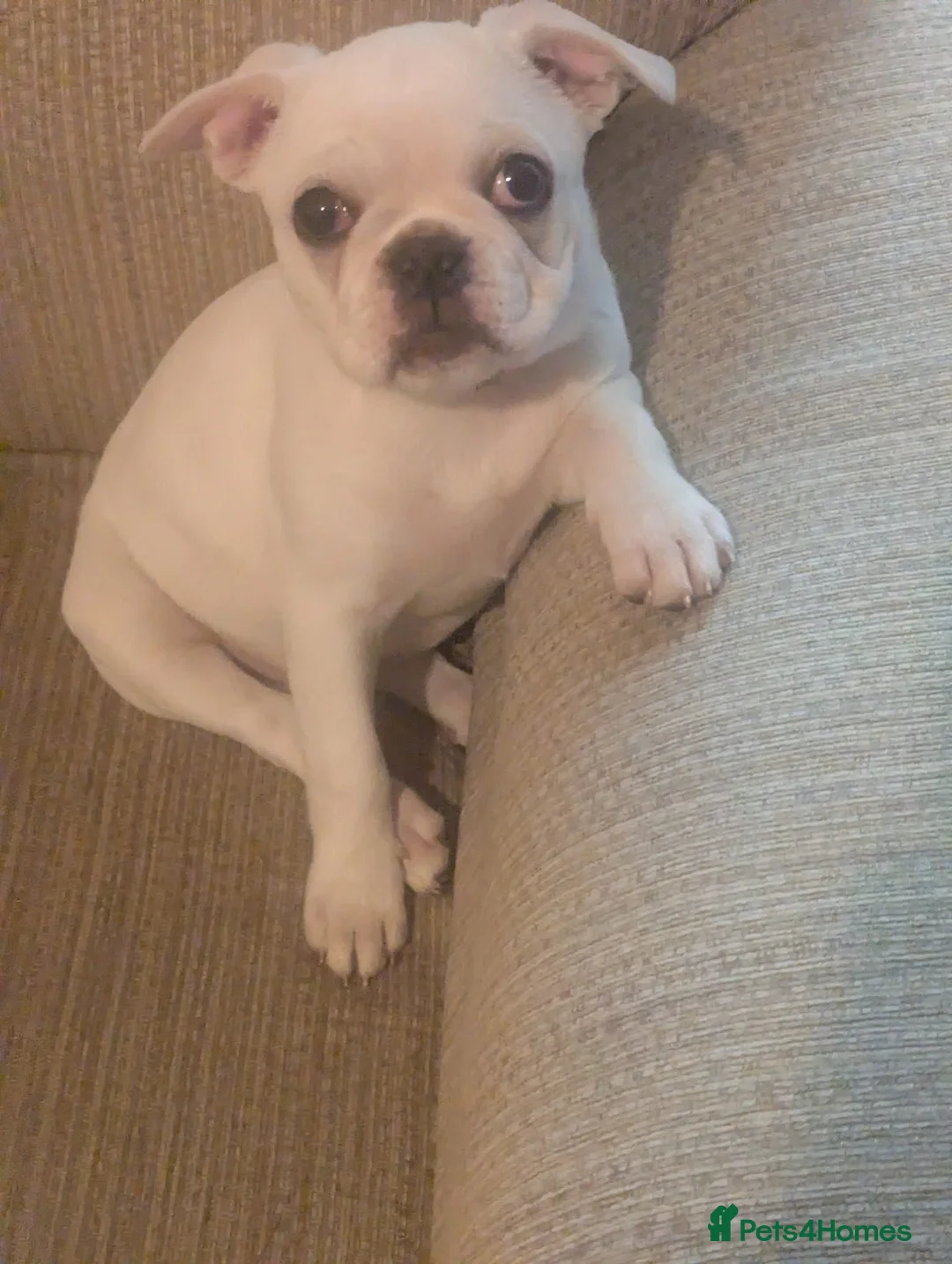 Frug dogs for sale: 2 fugs for sale - Advert 2