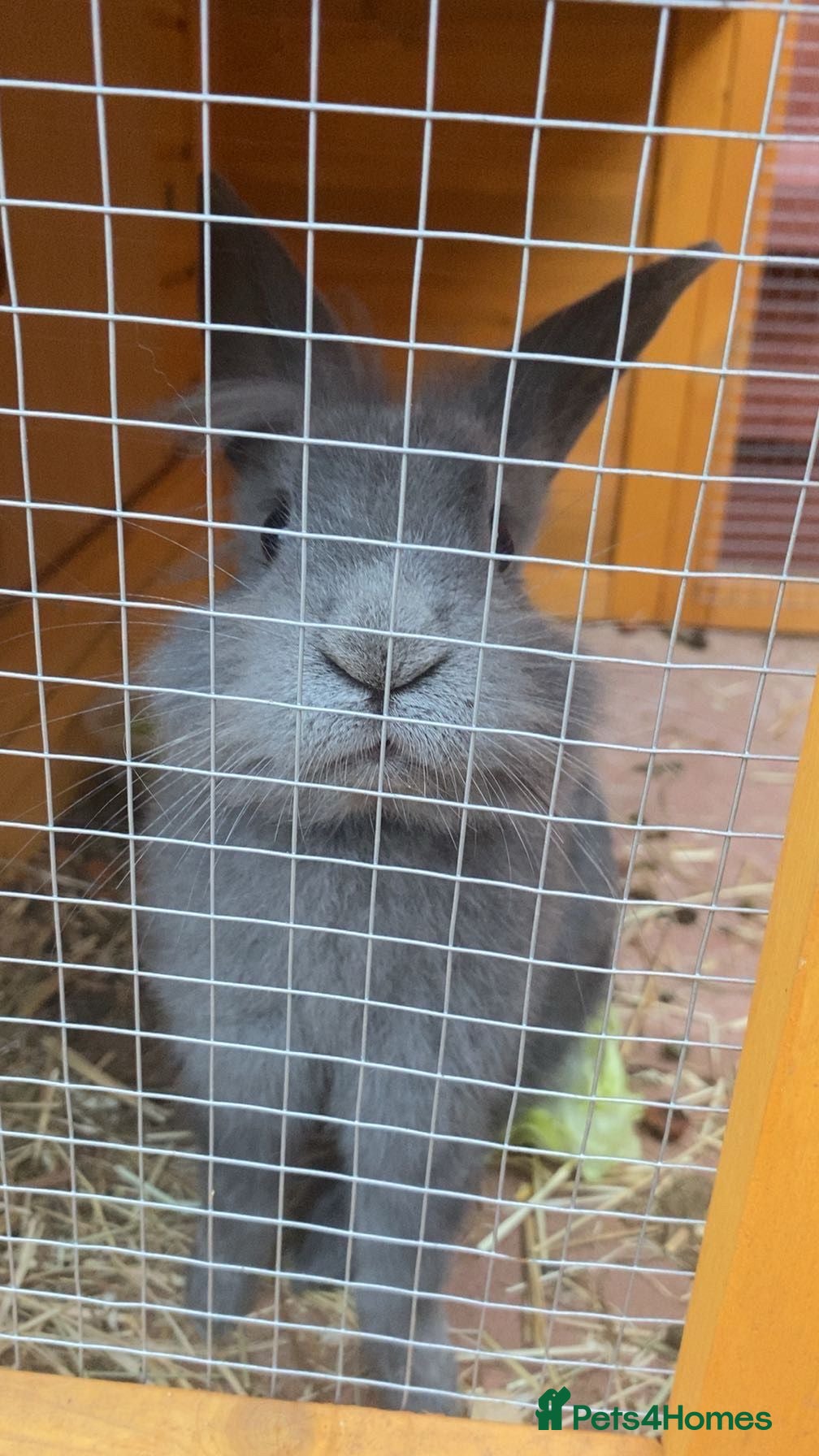 Mixed Breed rabbits Rabbit - Advert 9