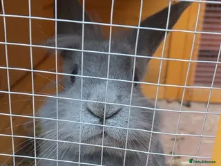 Mixed Breed rabbits Rabbit - Advert 1