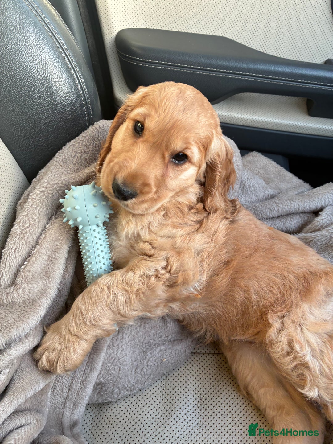 Cockapoo dogs for sale: Reluctant rehome of cockapoo pup  - Advert 2