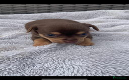 Mixed Breed dogs for sale: Stunning chihuahua x puppys - Image 6
