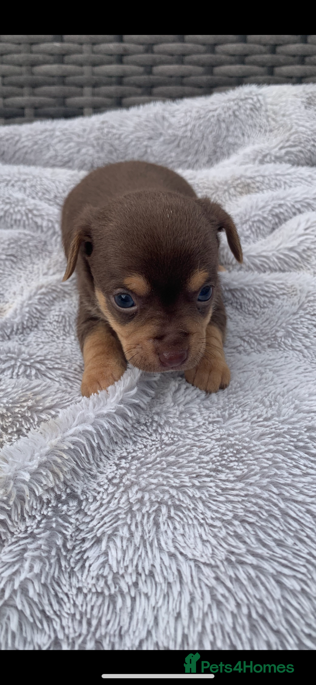Mixed Breed dogs for sale: Stunning chihuahua x puppys - Image 6