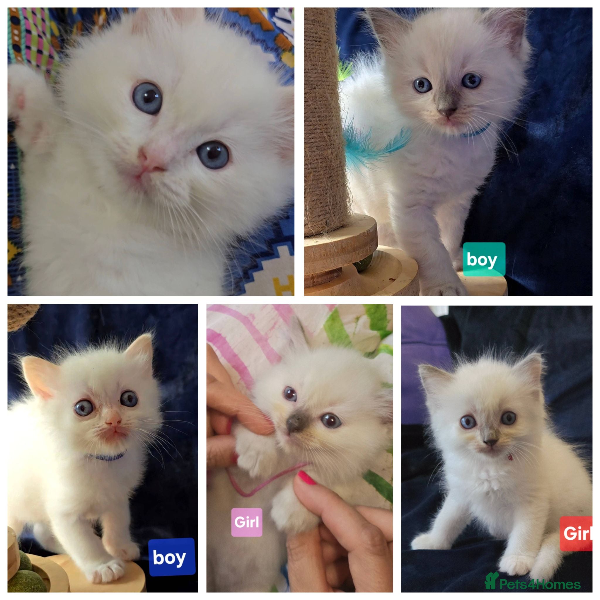 Ragdoll cats 2 girls and 3 boys ragdoll kitten ready 4 new home - Advert 7