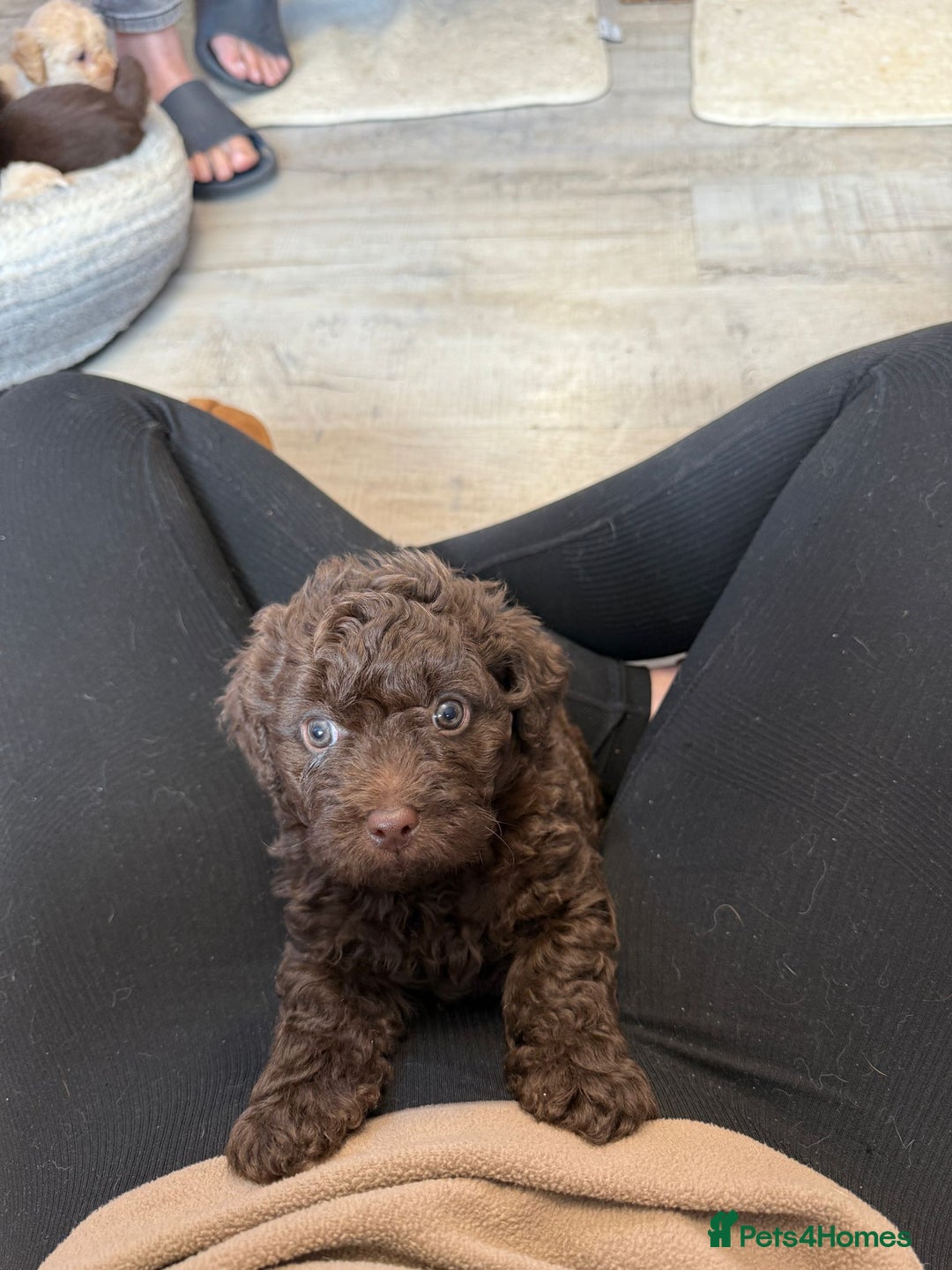 Shihpoo dogs for sale: ✨ Beautiful Shihpoo Puppies ✨  - Advert 33