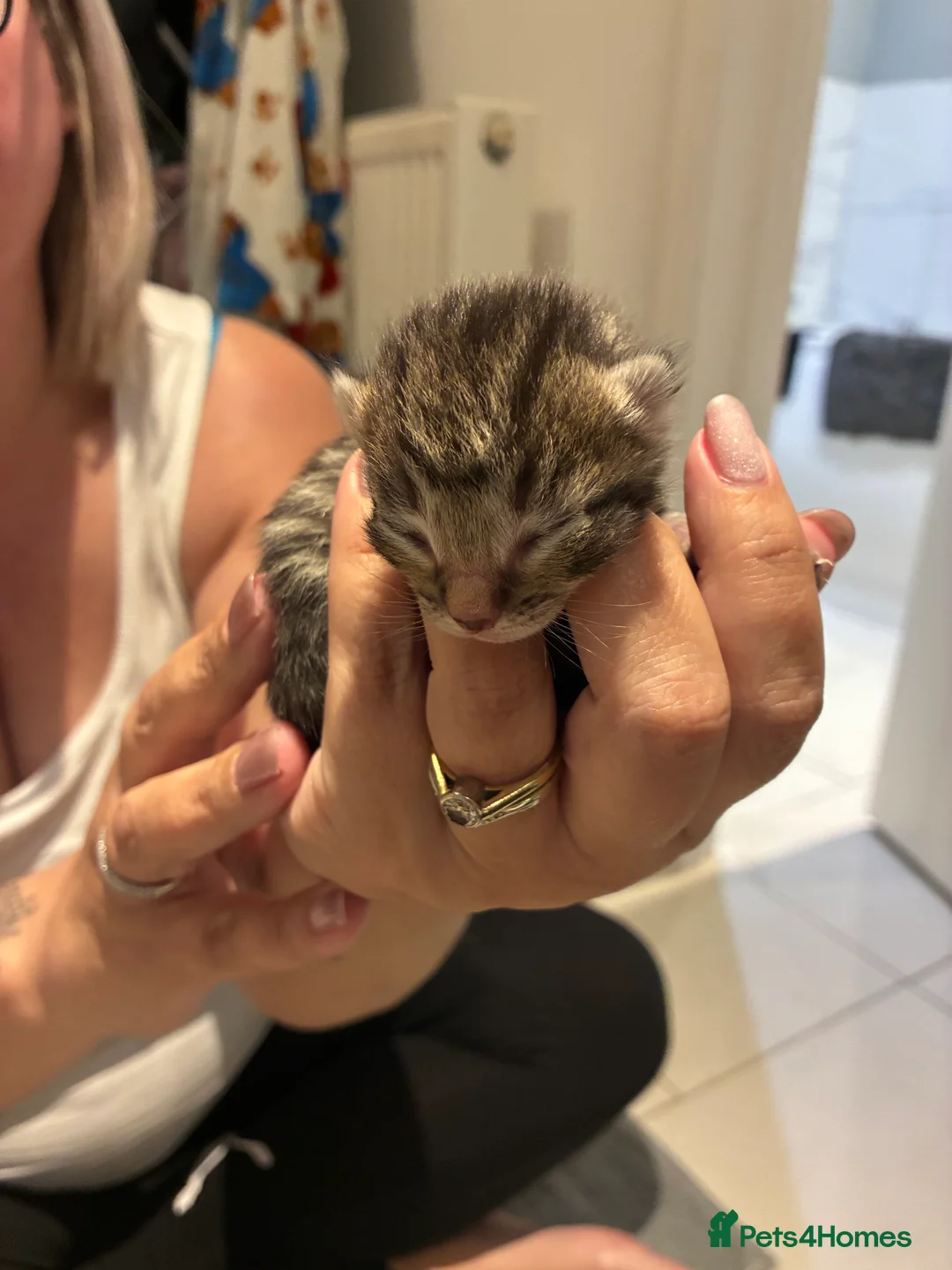 Ragdoll cats for sale: Ragdoll X’s ready in 8 weeks time!  - Advert 2
