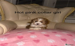 Cavapoo dogs for sale: Beautiful Cavapoo F1BB Puppies - Image 9