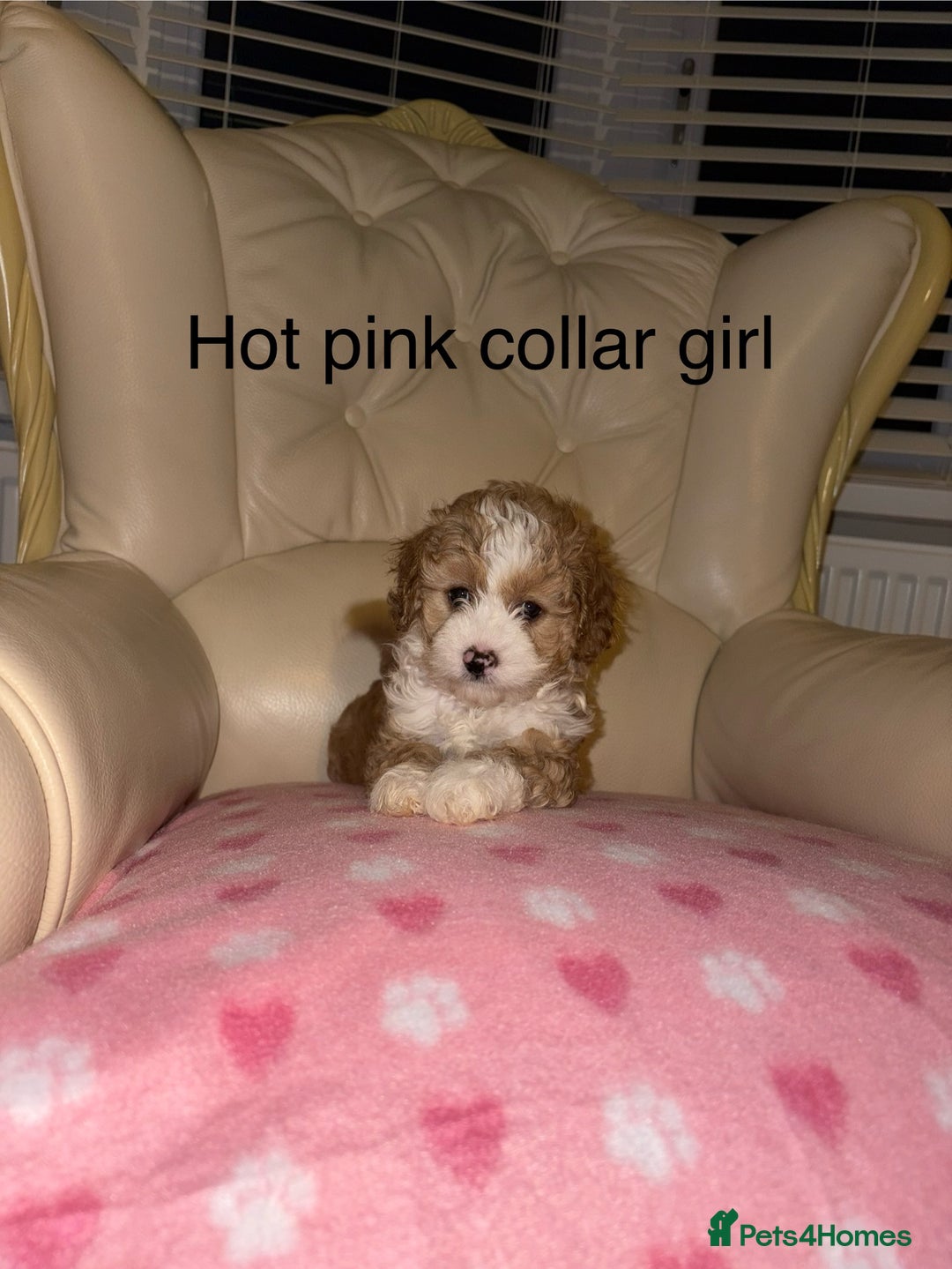 Cavapoo dogs for sale: Beautiful Cavapoo F1BB Puppies - Image 9