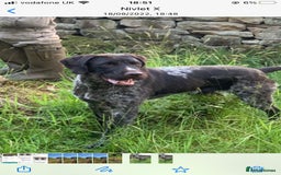 German Wirehaired Pointer dogs for sale: German wirehaired pointer  - Image 1