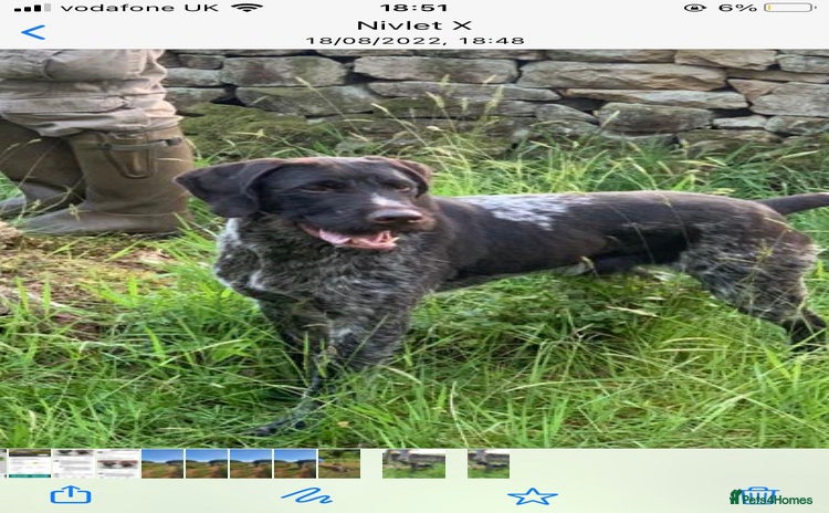 German Wirehaired Pointer dogs - Advert 1