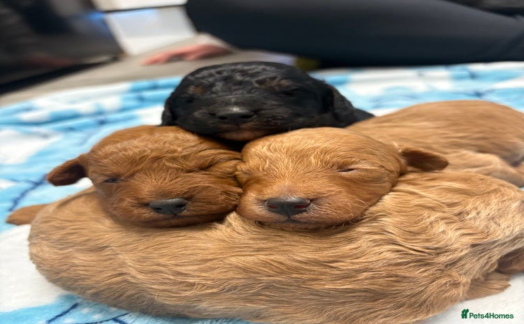 Jackapoo dogs - Advert 1