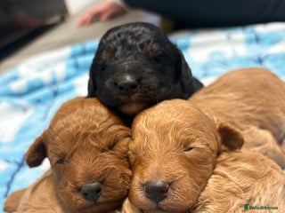 Jackapoo dogs - Advert 2