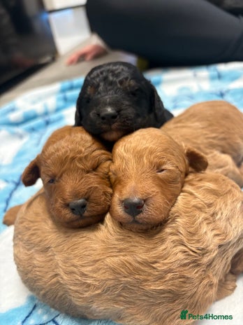 Jackapoo dogs - Advert 1