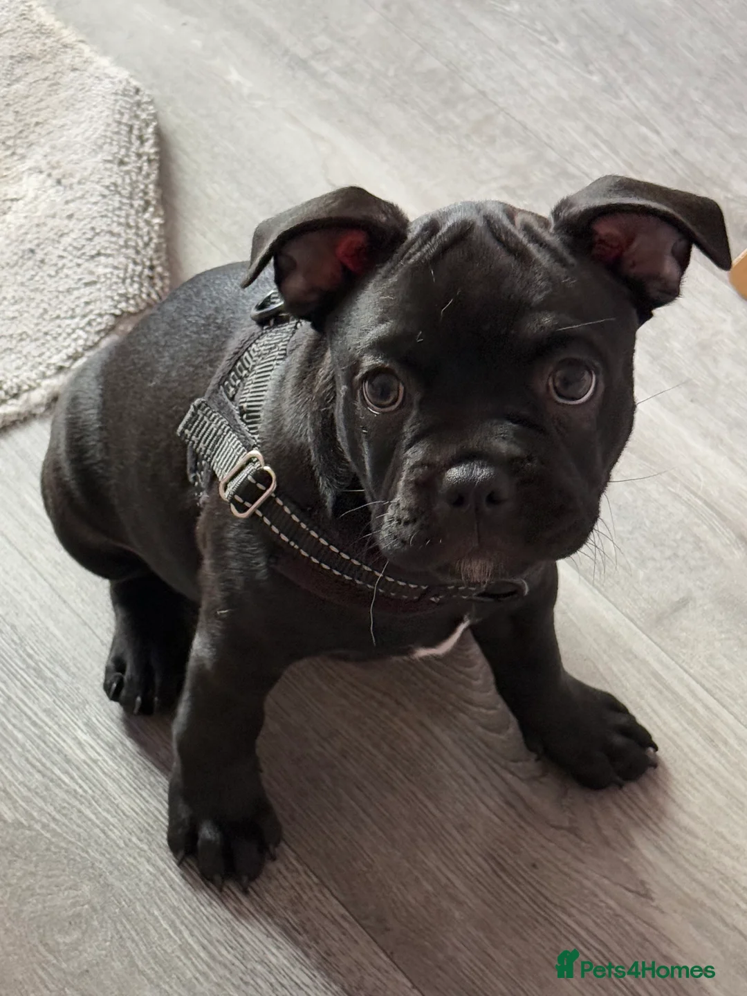 Mixed Breed dogs for sale: French bulldog Cross (10 months Old) - Advert 6