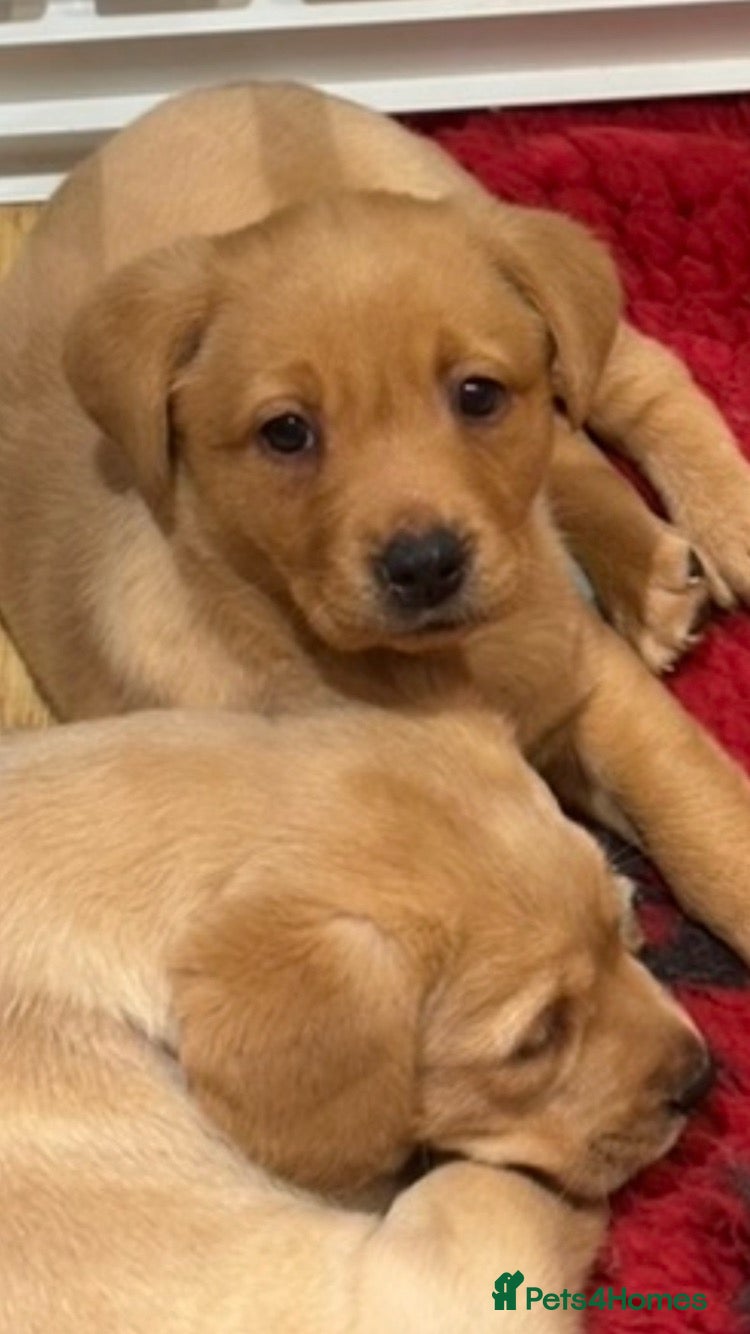 Labrador Retriever dogs Fox Red working labs  - Advert 1