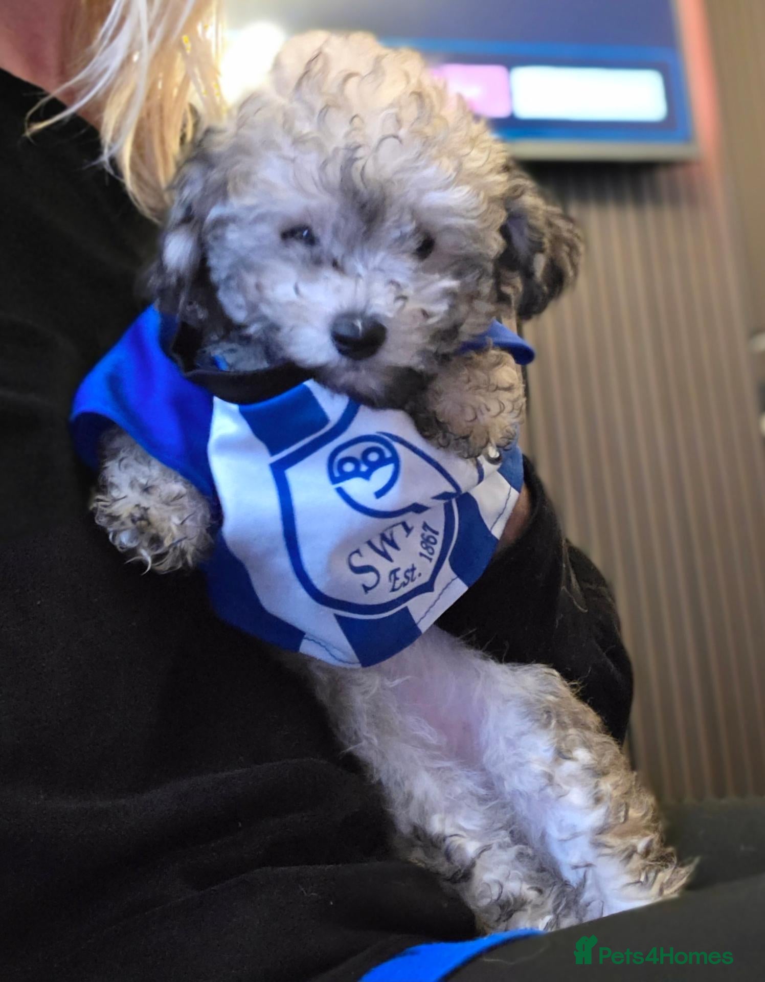 Jackapoo dogs Toy poodle 3/4 puppies  - Advert 4