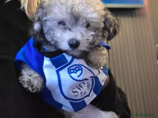 Jackapoo dogs Toy poodle 3/4 puppies - Advert 4