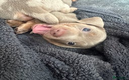 Miniature Dachshund dogs for sale: Adorable litter ready August 22nd ❤️❤️❤️💙  - Image 7