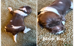 English Springer Spaniel dogs for sale: 🐶 6 x KC REG SPRINGER SPANIELS READY 30th OCT 🎃 - Image 9