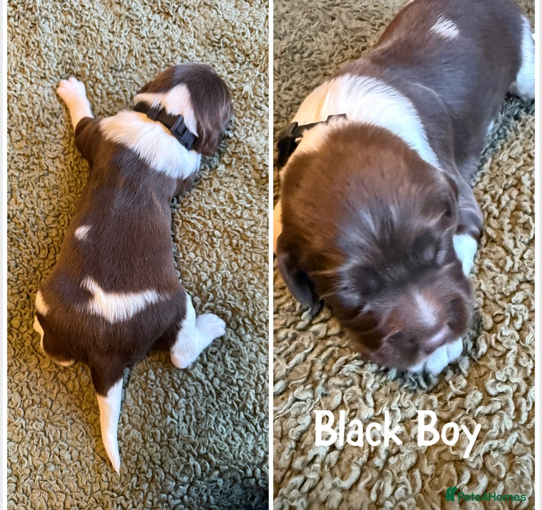 English Springer Spaniel dogs for sale: 🐶 6 x KC REG SPRINGER SPANIELS READY 30th OCT 🎃 - Image 9