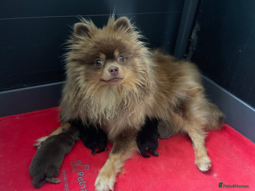 Pomeranian dogs for sale: Pomeranian puppy’s Blk&Tan Choc&Tan 🖤🧡🤎 - Image 9