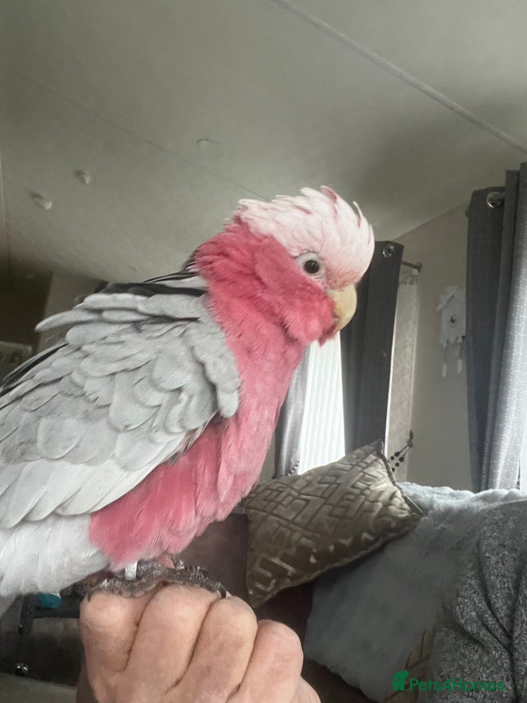 Cockatoo birds for sale: Percy  - Advert 2