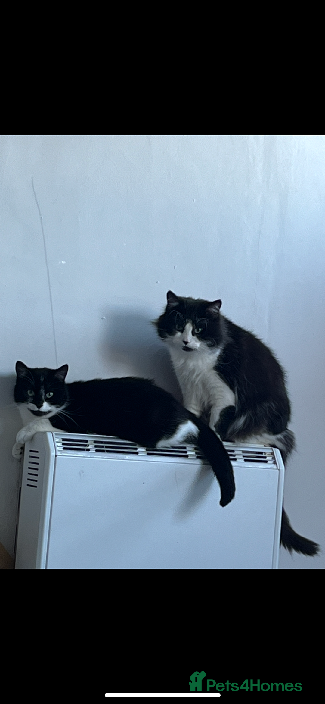 Mixed Breed cats for sale: Gorgeous brother and sister for sale - Image 2