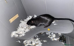 Gerbil rodents for sale: 2 female Gerbils - Image 2