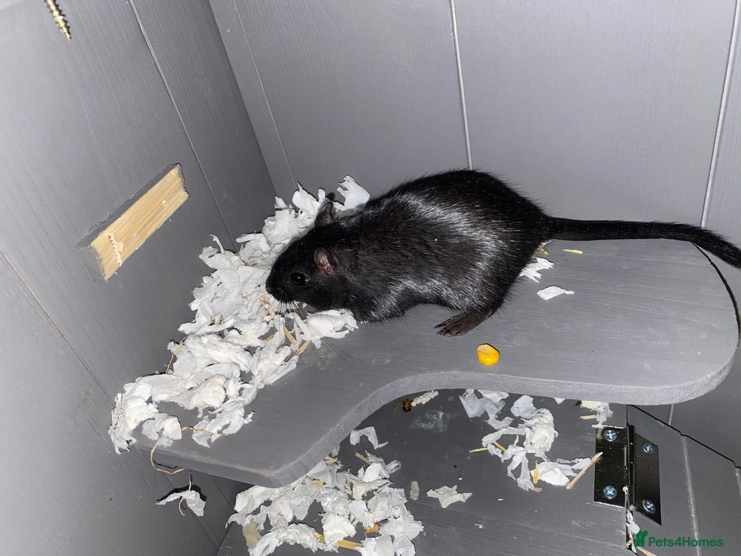 Gerbil rodents for sale: 2 female Gerbils - Image 2