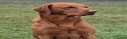 Labrador Retriever dogs for sale: 4 month old Fox Red Lab Health tested Male  - Advert 6