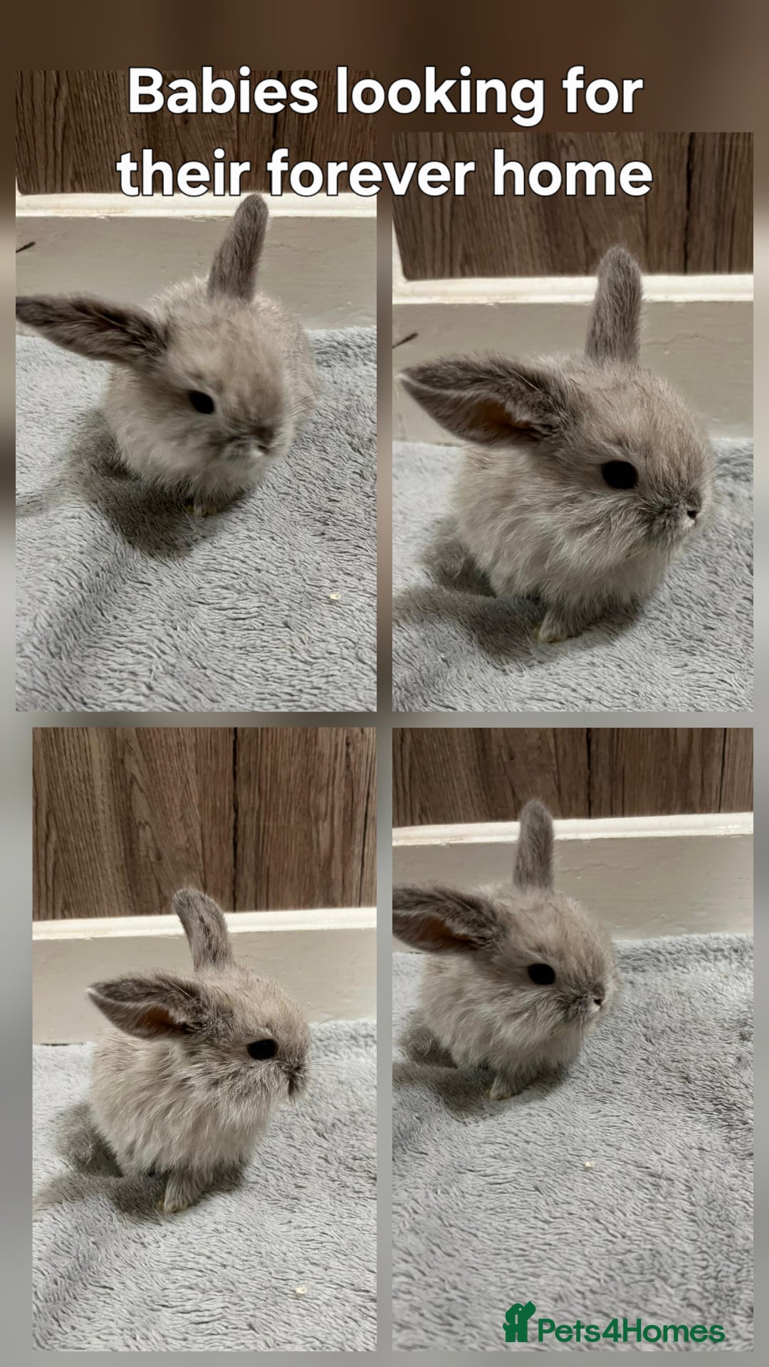 Dwarf Lop rabbits for sale: Beautiful litter of baby rabbits dwarf lop - Advert 2