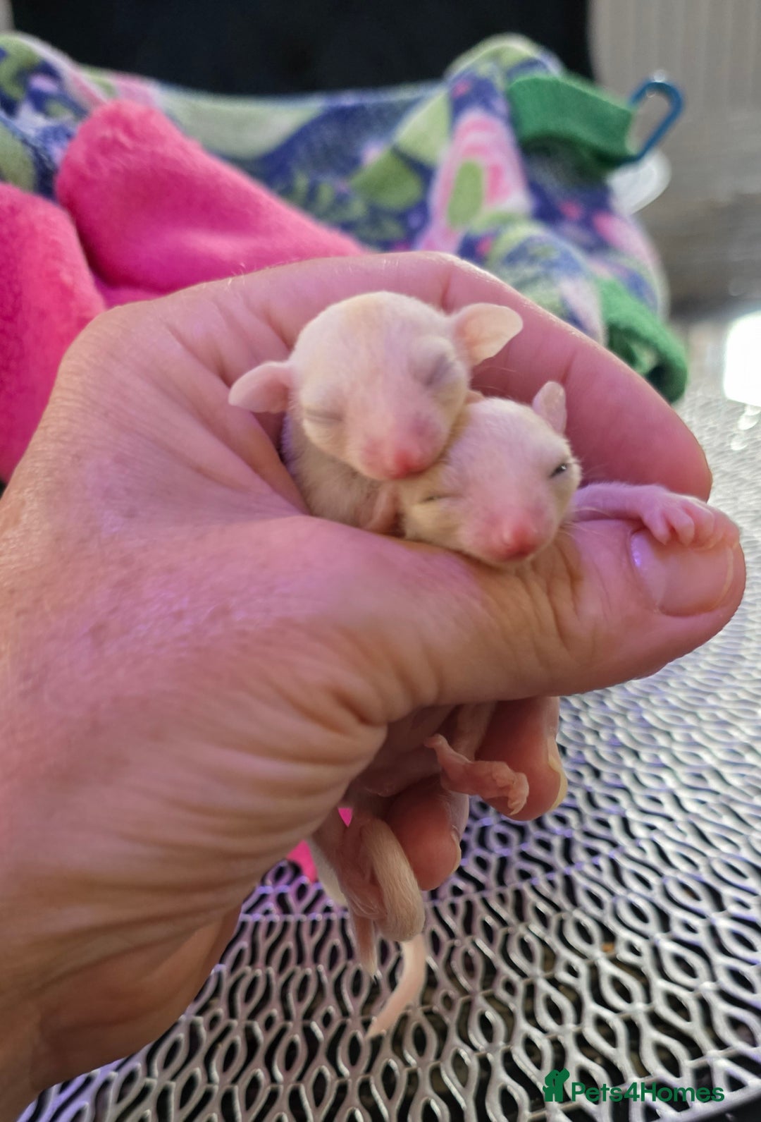 Sugar Glider rodents for sale: Beautiful twin Leucistic Sugar gliders - Image 8