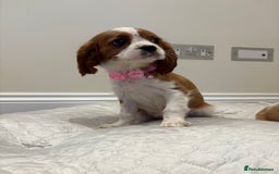 Cavalier King Charles Spaniel dogs for sale: Extensively health tested parent cavalier puppy’s  - Image 23