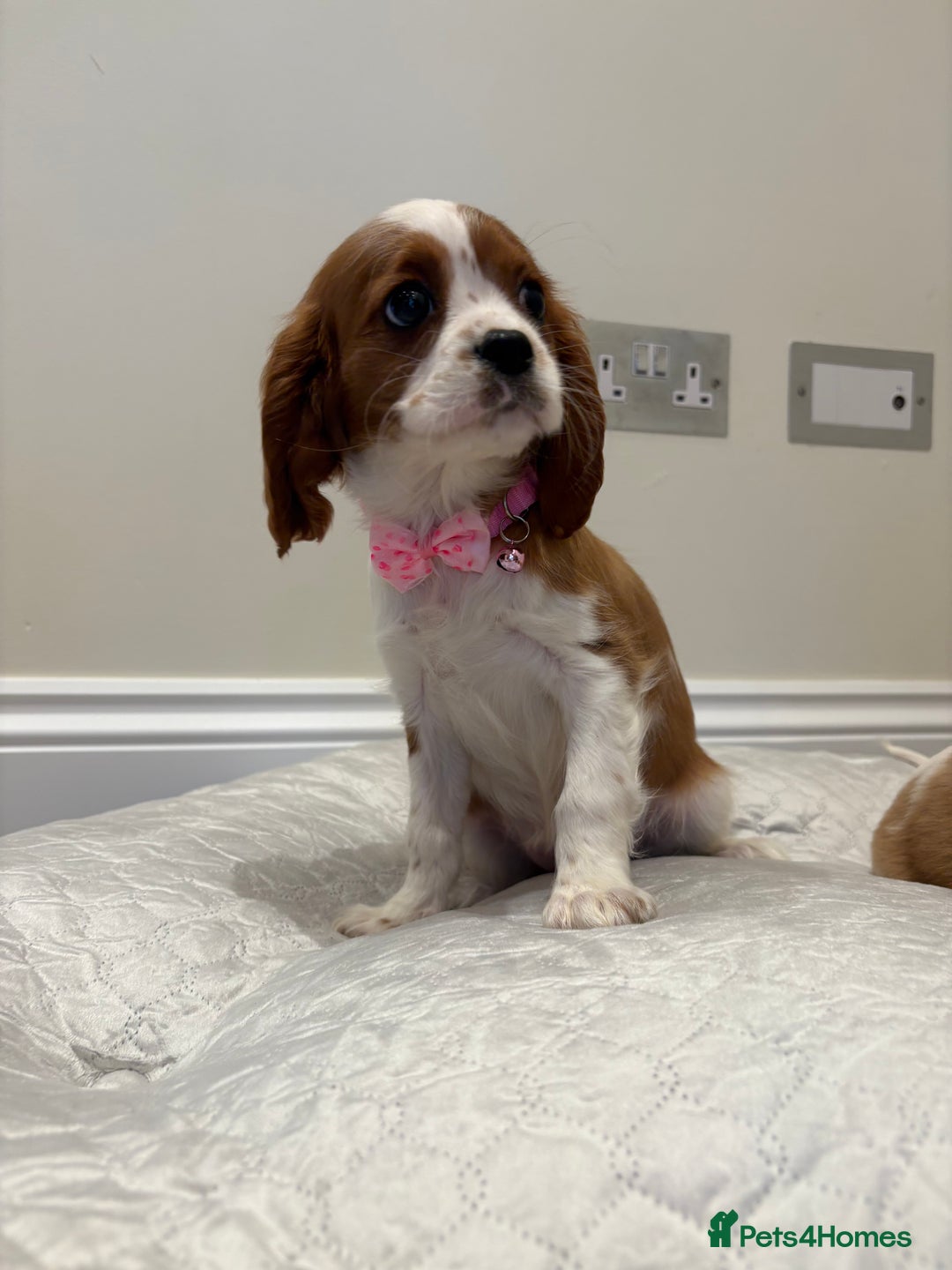 Cavalier King Charles Spaniel dogs for sale: Extensively health tested parent cavalier puppy’s  - Image 23