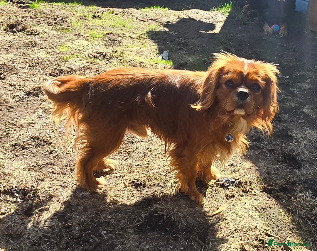 Cavalier King Charles Spaniel dogs for stud: Ruby Cavalier available for Stud - Advert 5