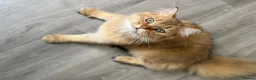British Longhair cats for sale: ✨TICA REGISTERED GOLDEN LONGHAIR KITTENS✨ - Advert 4