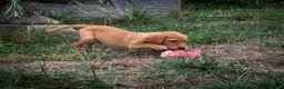 Goldador dogs for sale: Beautiful Red Goldador KC Reg Parents - Advert 14