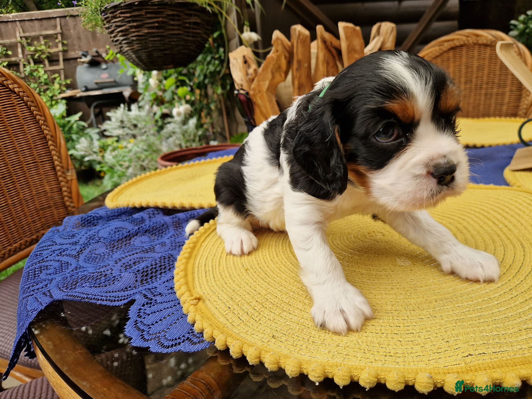 Cavalier King Charles Spaniel dogs Beautiful Cavalier King Charles Spaniel 7 Puppies - Advert 2