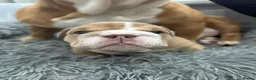English Bulldog dogs for sale: Gorgeous English Bulldog Puppies Available - Advert 4