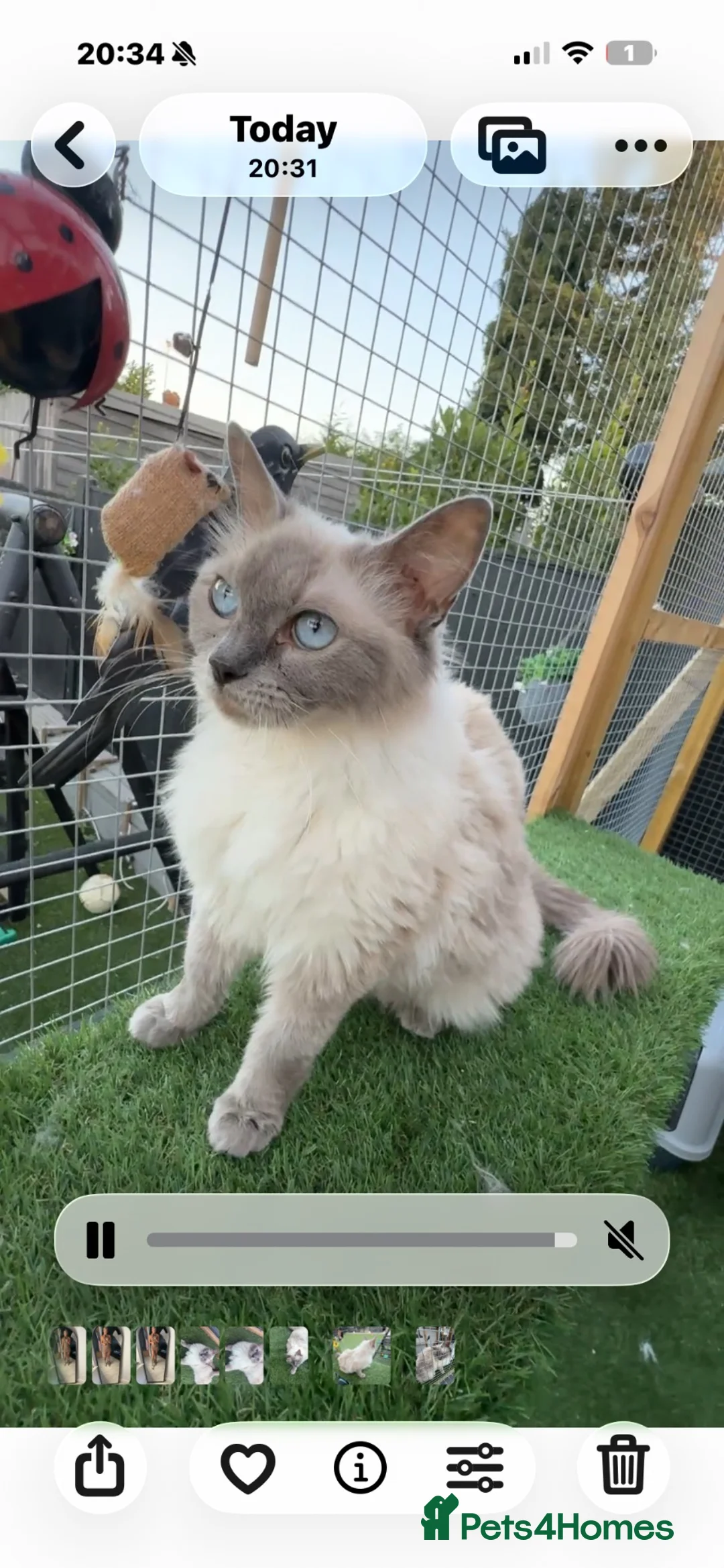 Ragdoll cats for sale: Full breed Ragdoll  - Advert 2