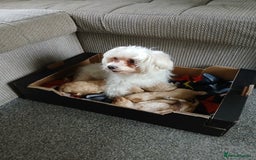 Maltipoo dogs for sale: Maltypoo pups - Image 9