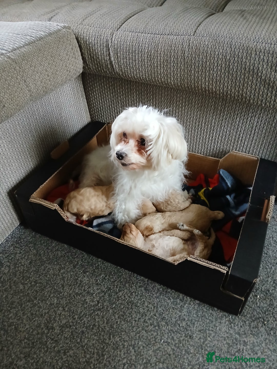 Maltipoo dogs for sale: Maltypoo pups - Image 9