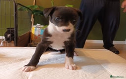 Whippet dogs for sale: 2 whippet pups left ( 1 bitch & 1 boy) - Image 18