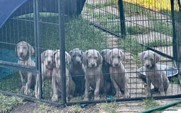 Weimaraner dogs for sale: (3 remaining!) 8 Stunning KC 🩷&💙 Weimaraner pups in Thetford - Image 1