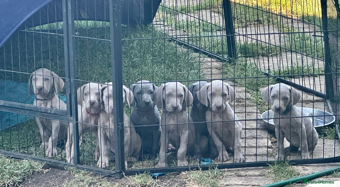 Weimaraner dogs for sale: (3 remaining!) 8 Stunning KC 🩷&💙 Weimaraner pups in Thetford - Image 1