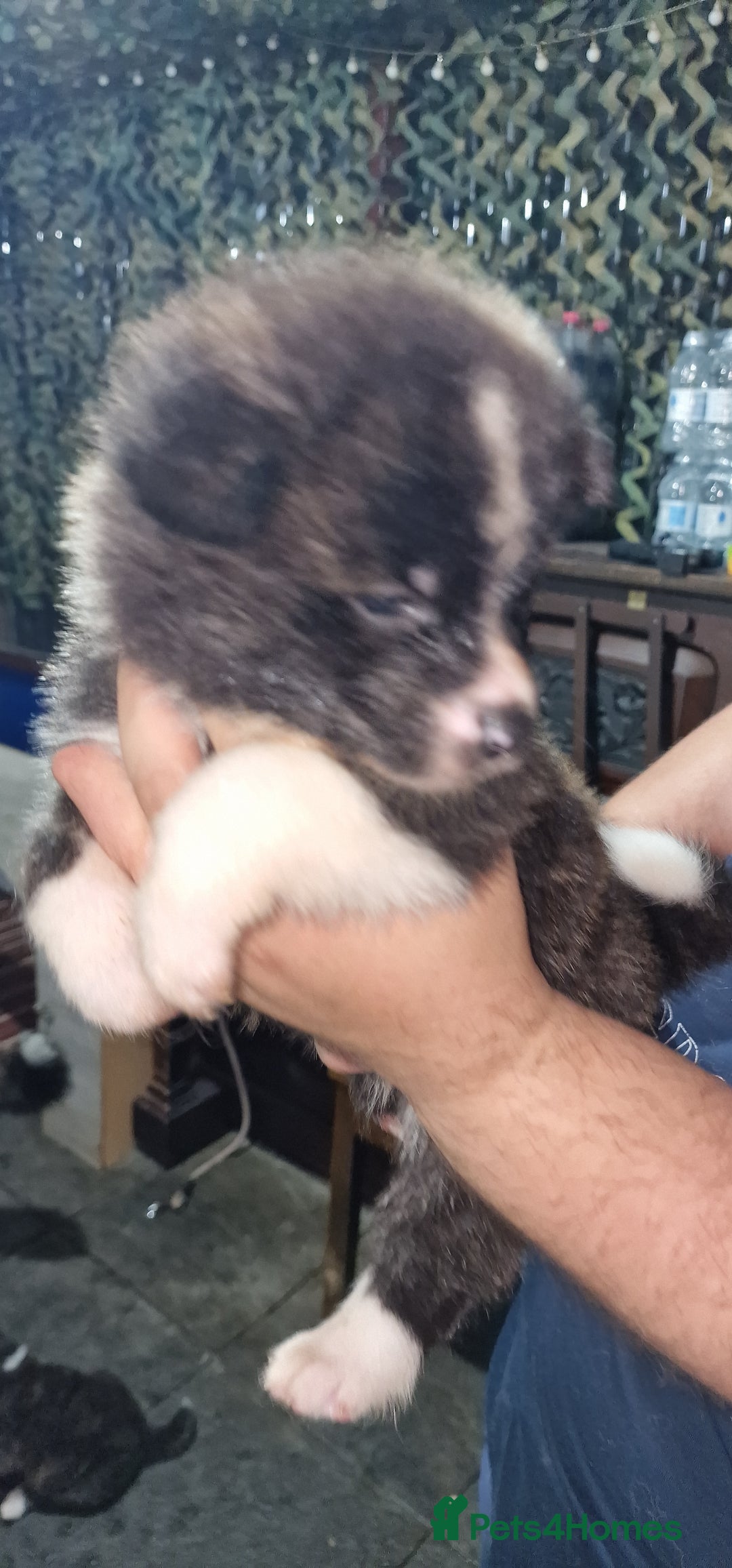 Akita dogs for sale: Akita Inu Japonese - Image 11