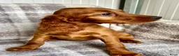 Irish Setter dogs for sale: Out standing litter of Irish setter puppies  - Advert 2