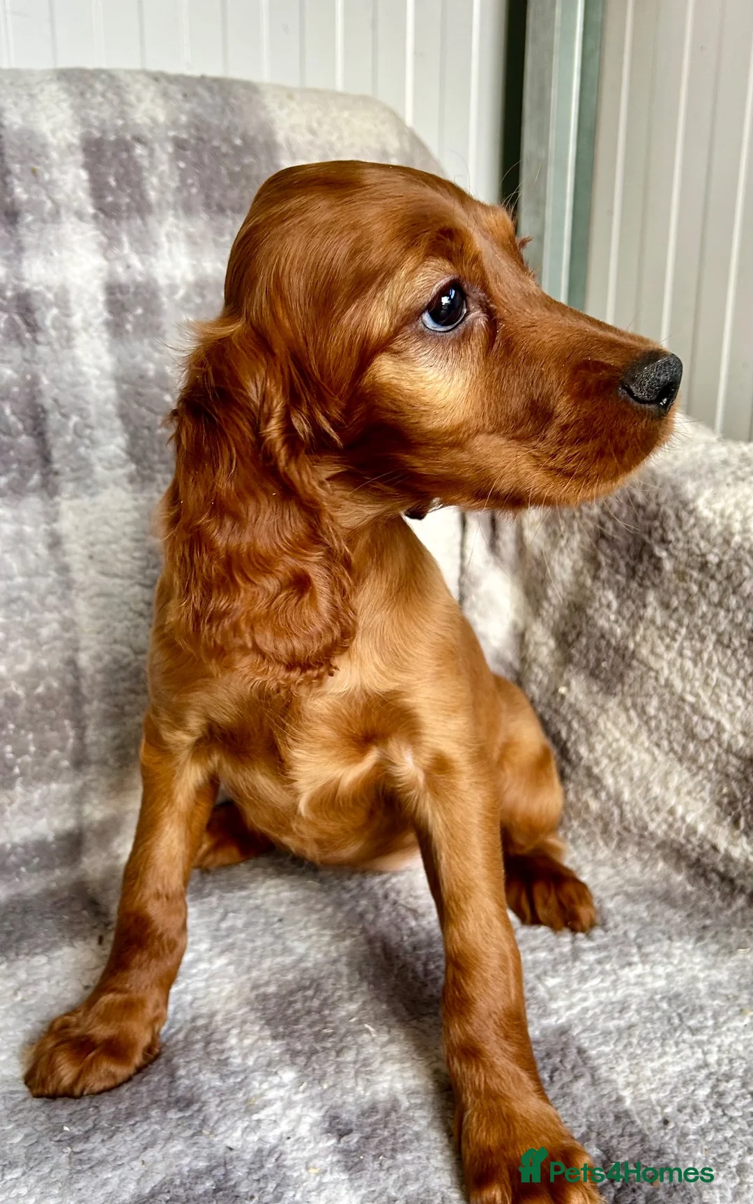 Irish Setter dogs for sale: Out standing litter of Irish setter puppies  - Advert 2
