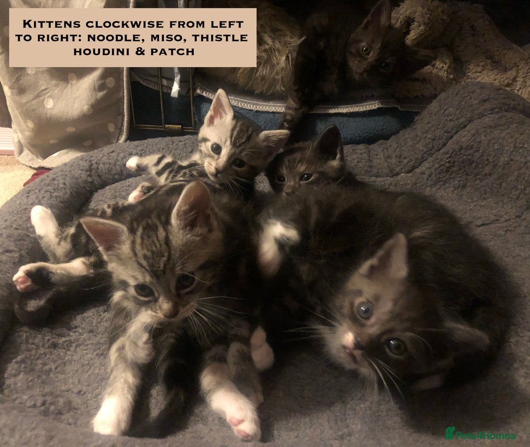 Mixed Breed cats for sale: Maine Coon Cross Kittens – Home Raised, Ready Jan - Advert 18