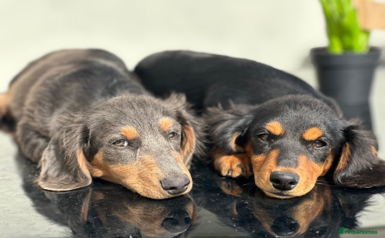Miniature Dachshund dogs - Advert 1
