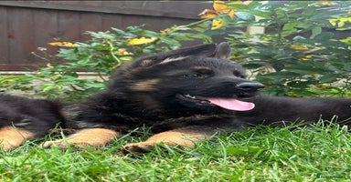 German Shepherd dogs - Advert 6